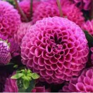 Meet your Posher, Sylvia